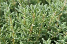 Thymus vulgaris 'Precompa'
