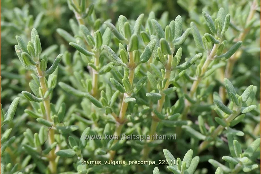 Thymus vulgaris 'Precompa'