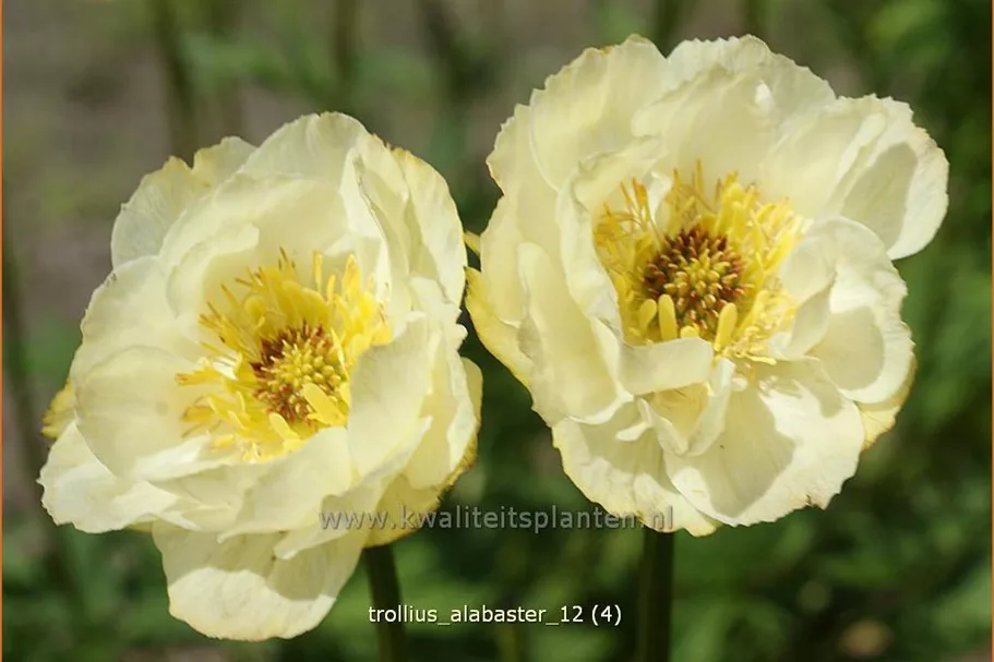 Trollius x cultorum 'Alabaster'