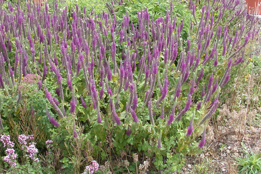 Teucrium hyrcanicum