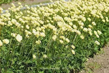 Trollius x cultorum 'Alabaster'