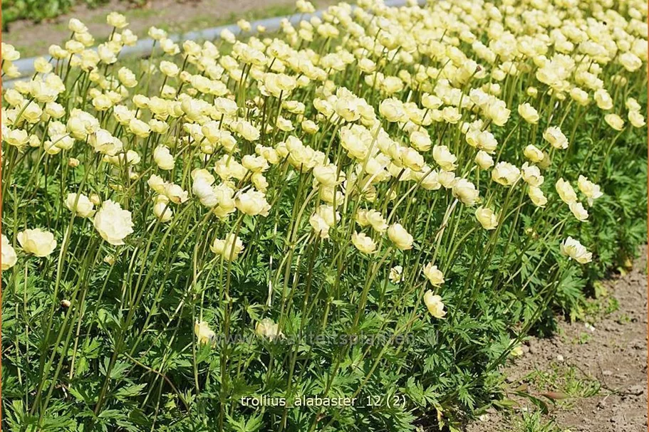 Trollius x cultorum 'Alabaster'