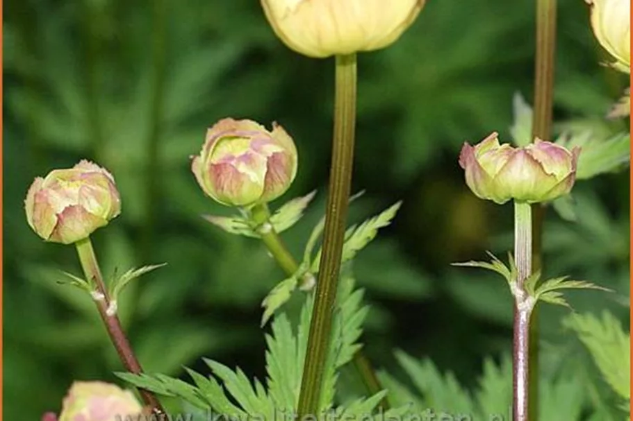 Trollius x cultorum 'Alabaster'