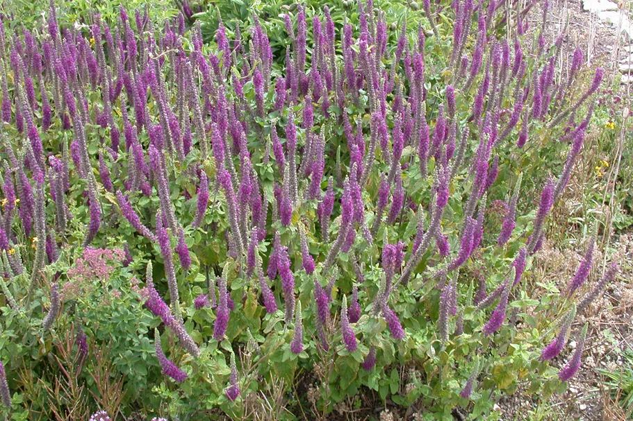 Teucrium hyrcanicum