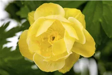 Trollius x cultorum 'Alabaster'