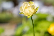 Trollius x cultorum 'Alabaster'