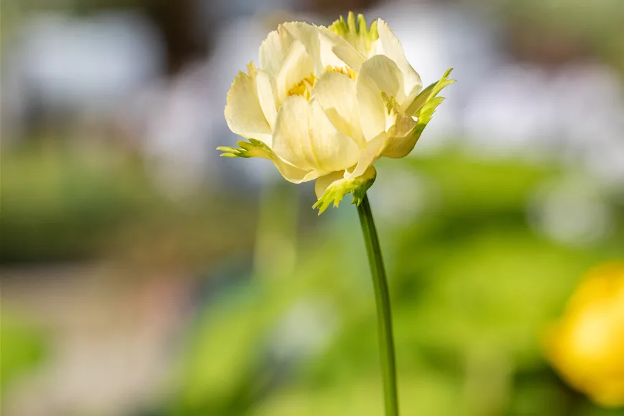 Trollius x cultorum 'Alabaster'