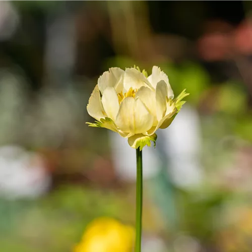 Trollius x cultorum 'Alabaster'