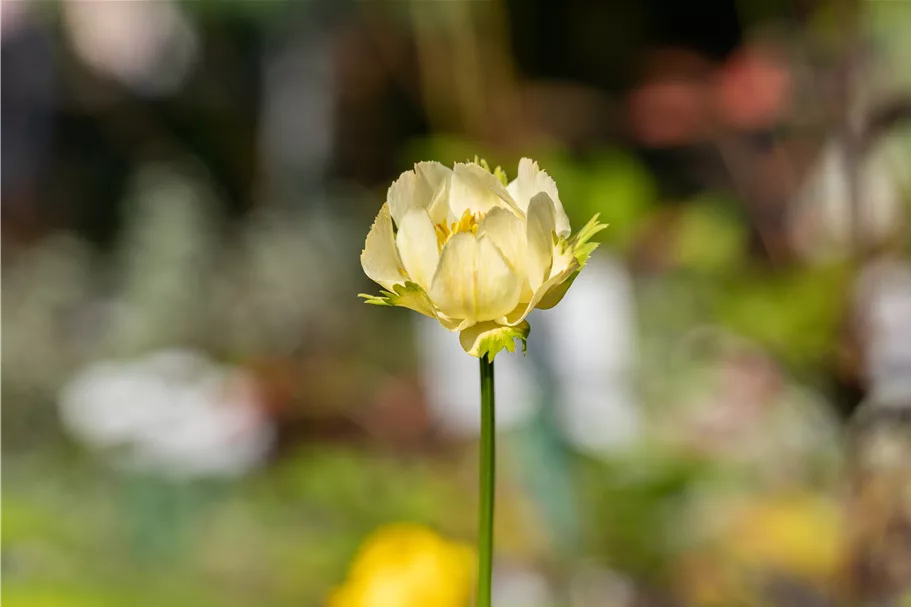 Trollius x cultorum 'Alabaster'