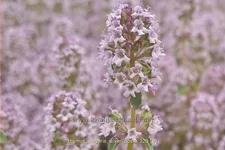 Thymus vulgaris 'Silver Posie'