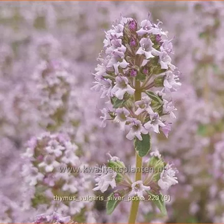 Thymus vulgaris 'Silver Posie'