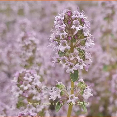 Thymus vulgaris 'Silver Posie'