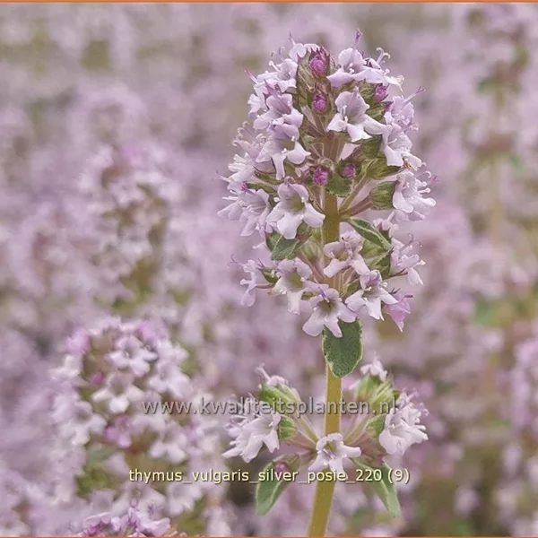 Thymus vulgaris 'Silver Posie'