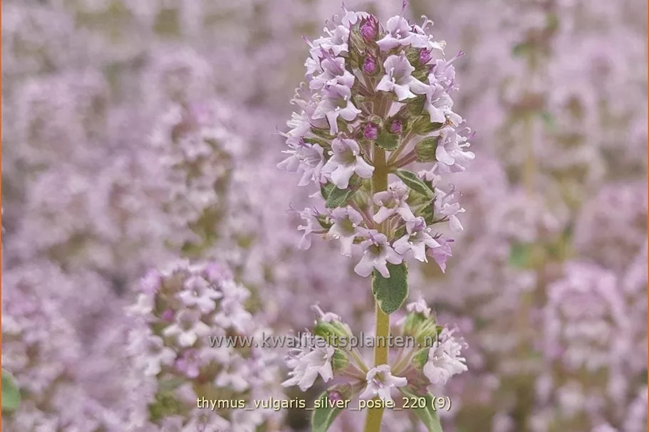 Thymus vulgaris 'Silver Posie'