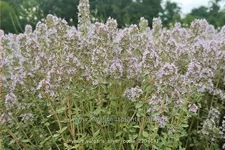Thymus vulgaris 'Silver Posie'