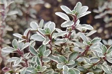 Thymus vulgaris 'Silver Posie'