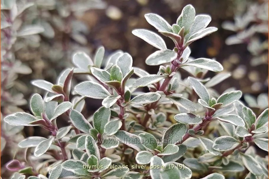 Thymus vulgaris 'Silver Posie'