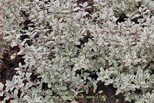 Thymus vulgaris 'Silver Posie'