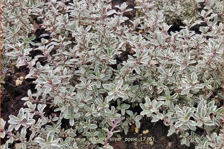 Thymus vulgaris 'Silver Posie'