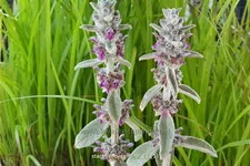 Stachys byzantina