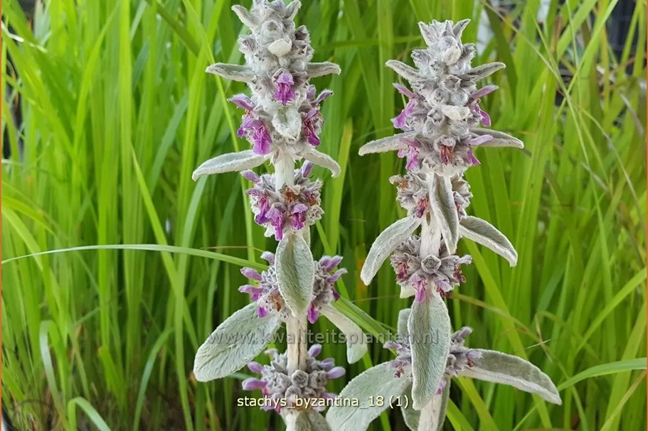 Stachys byzantina