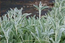 Stachys byzantina