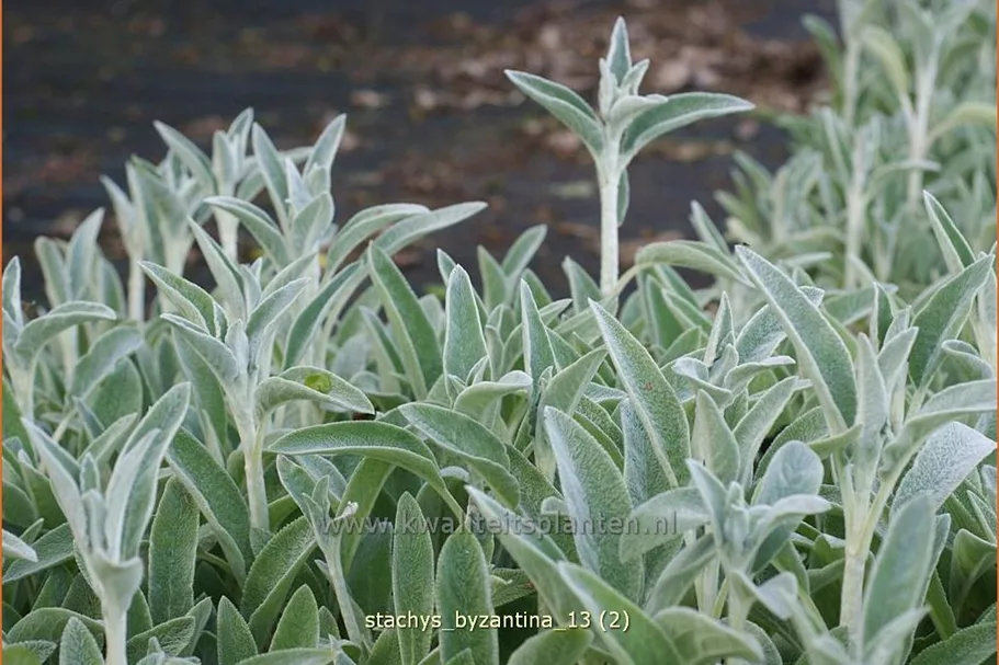 Stachys byzantina
