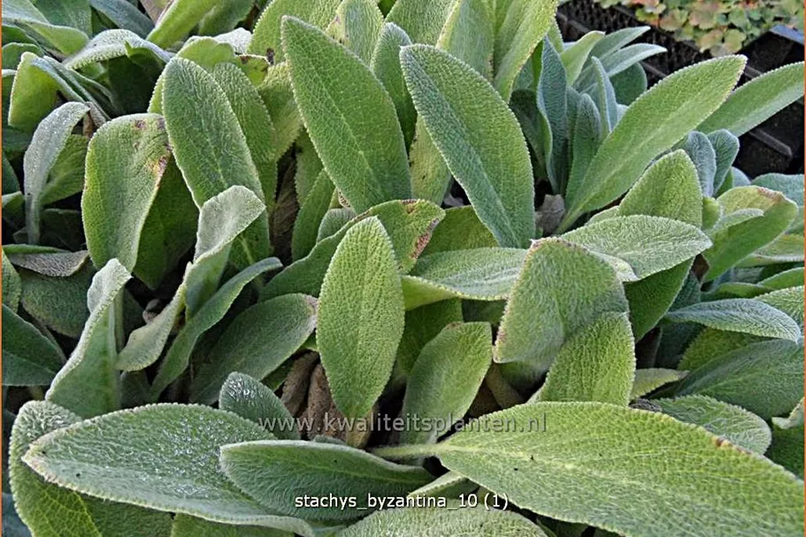 Stachys byzantina