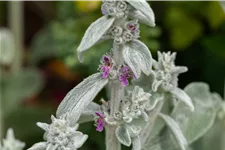 Stachys byzantina