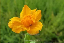 Trollius asiaticus