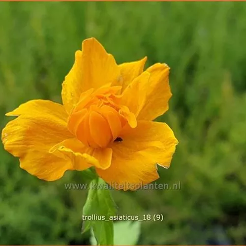 Trollius asiaticus