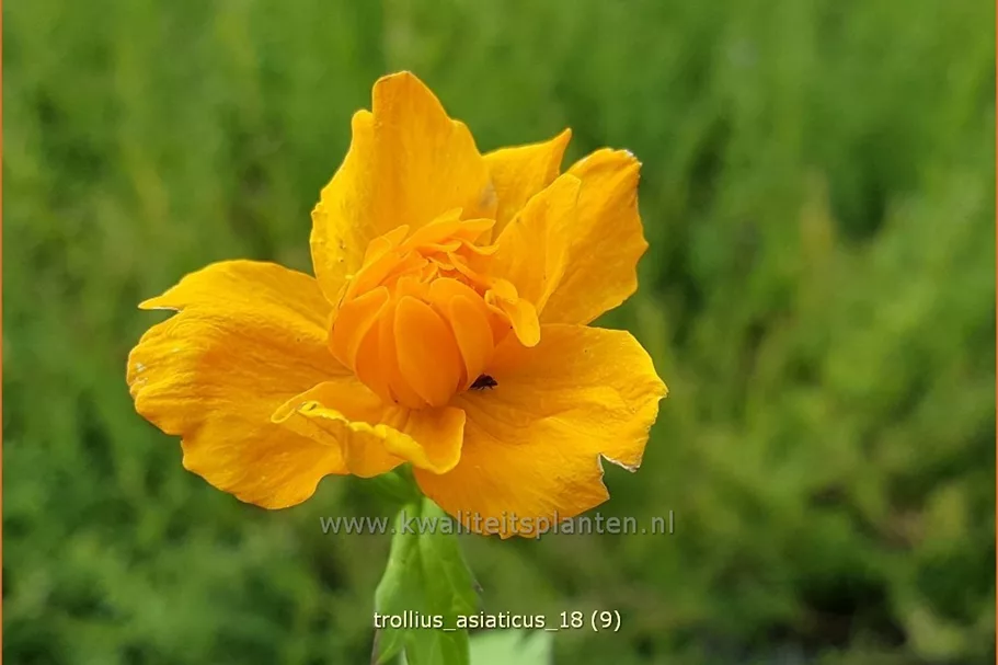 Trollius asiaticus