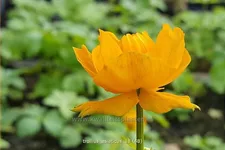Trollius asiaticus