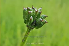 Trollius asiaticus