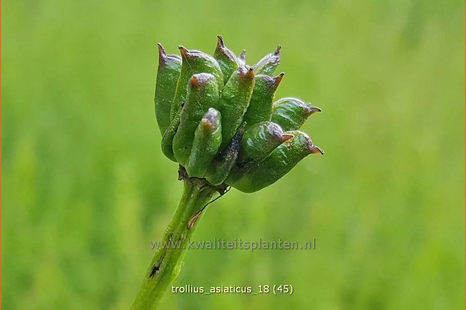 Trollius asiaticus