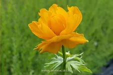 Trollius asiaticus