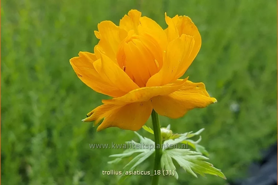 Trollius asiaticus