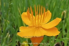 Trollius chinensis 'Golden Queen'