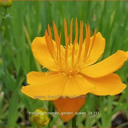 Trollius chinensis 'Golden Queen'