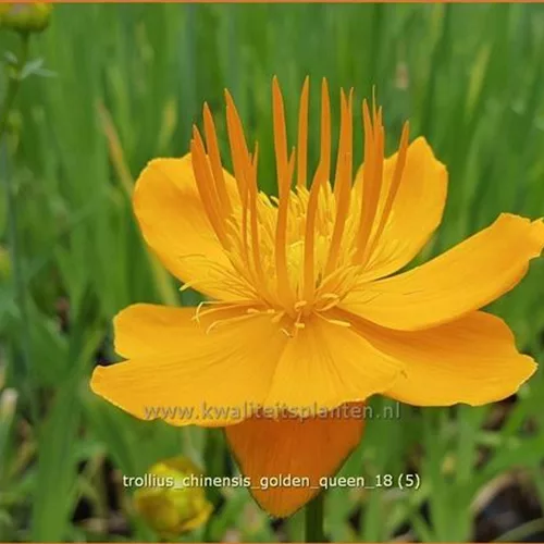 Trollius chinensis 'Golden Queen'