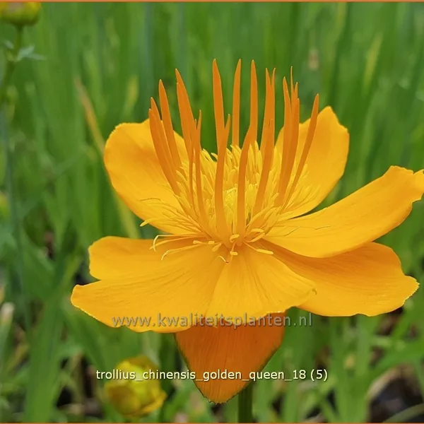 Trollius chinensis 'Golden Queen'