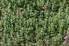 Teucrium lucidrys