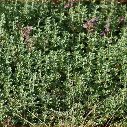 Teucrium lucidrys