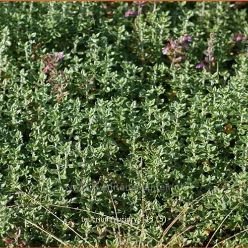 Teucrium lucidrys