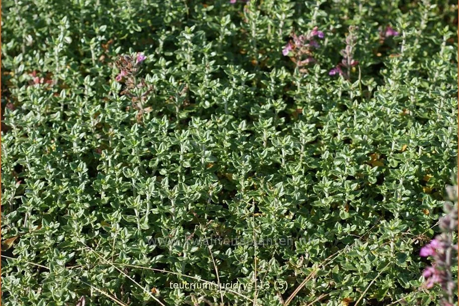 Teucrium lucidrys