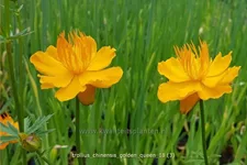 Trollius chinensis 'Golden Queen'