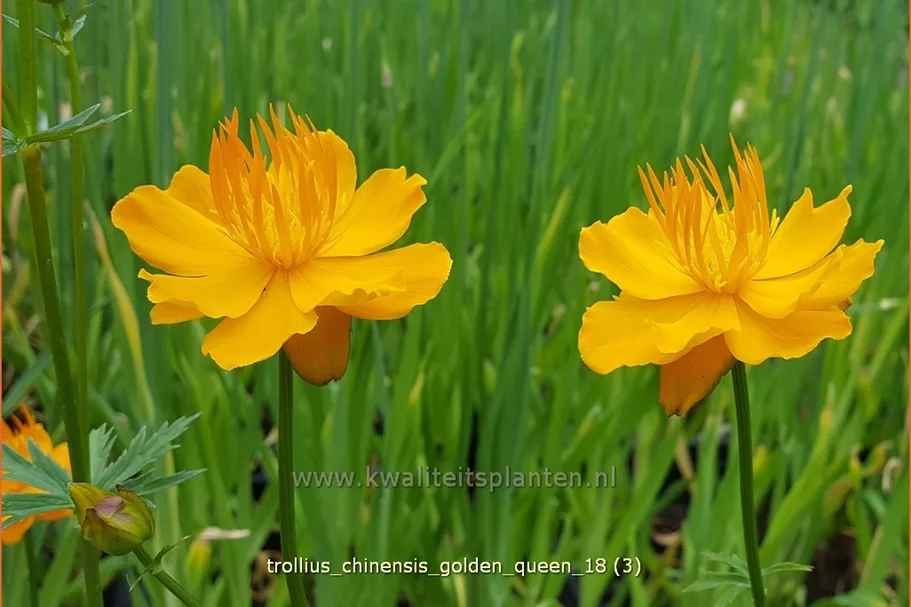 Trollius chinensis 'Golden Queen'