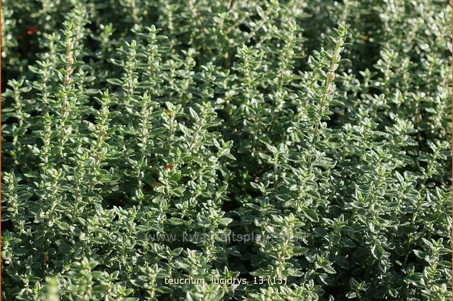 Teucrium lucidrys