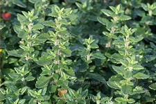 Teucrium lucidrys