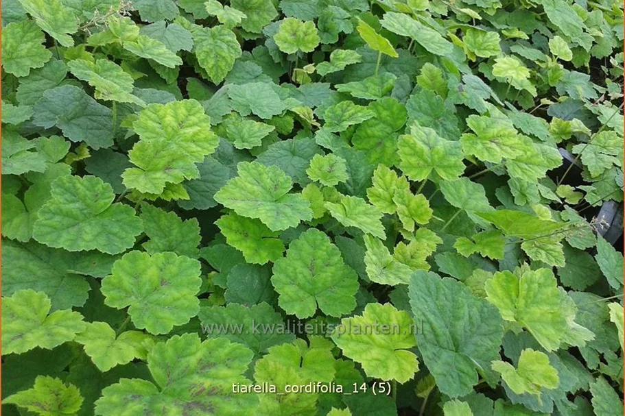 Tiarella cordifolia